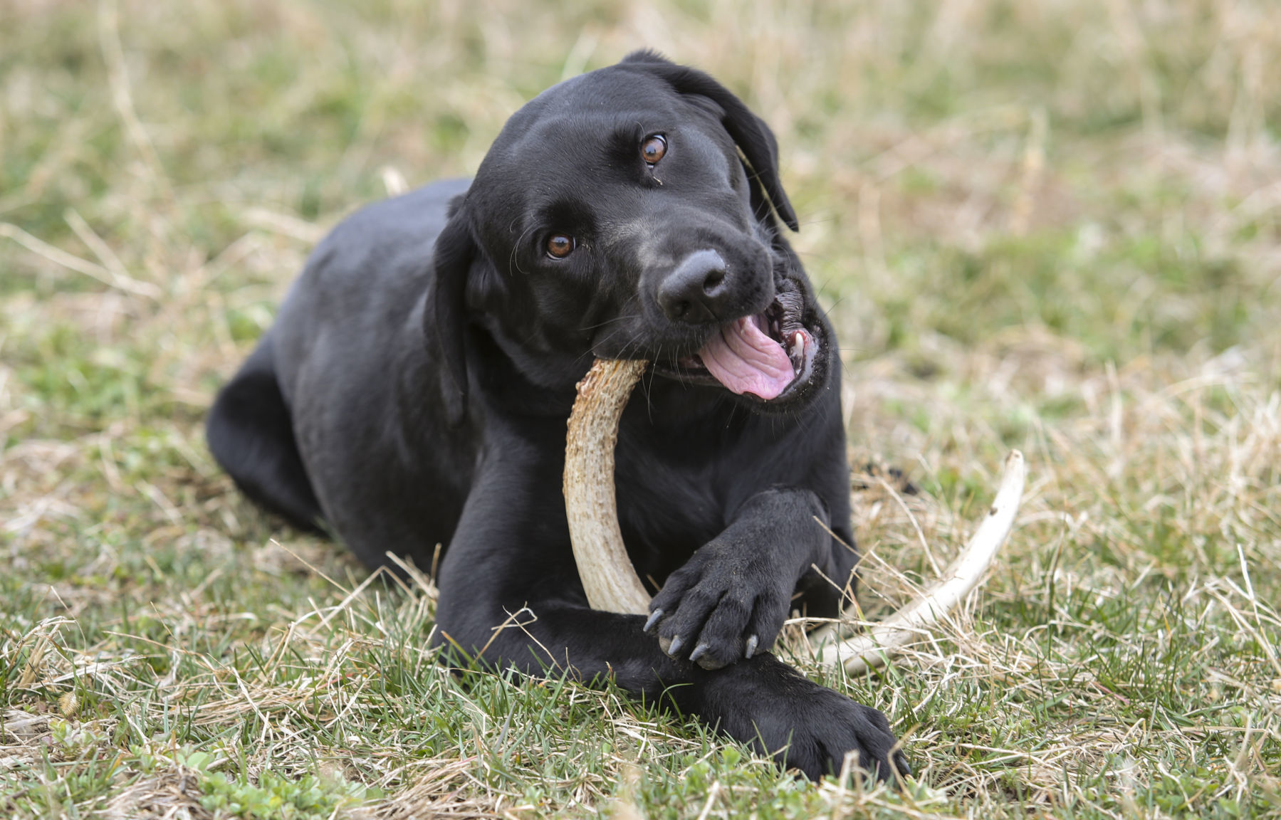 Shed hunting 5